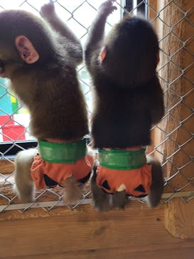 おさるランド＆アニタウン　日光さる軍団劇場に投稿された画像（2021/10/30）