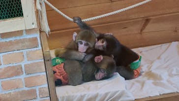 おさるランド＆アニタウン　日光さる軍団劇場に投稿された画像（2021/10/30）