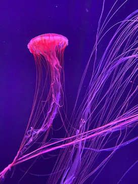 すみだ水族館に投稿された画像（2021/10/31）