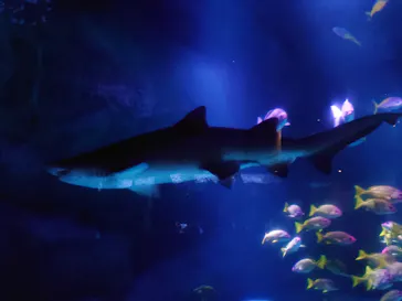 すみだ水族館に投稿された画像（2021/10/31）