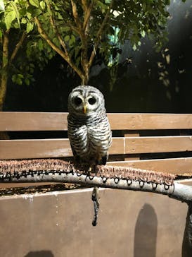 Moff animal world MARK IS みなとみらい店に投稿された画像（2021/10/31）