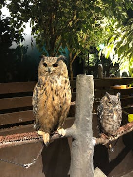 Moff animal world MARK IS みなとみらい店に投稿された画像（2021/10/31）