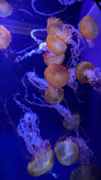 すみだ水族館に投稿された画像（2021/10/31）
