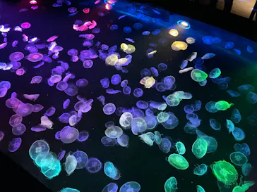 すみだ水族館に投稿された画像（2021/10/31）