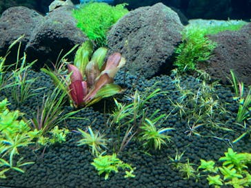 カワスイ 川崎⽔族館に投稿された画像（2021/10/31）