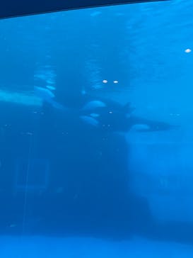 名古屋港水族館に投稿された画像（2021/10/31）