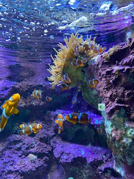 サンシャイン水族館に投稿された画像（2021/10/31）