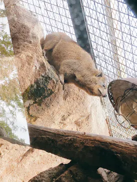 天王寺動物園に投稿された画像（2021/10/31）