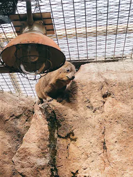 天王寺動物園に投稿された画像（2021/10/31）