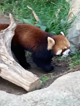 神戸どうぶつ王国に投稿された画像（2021/10/31）