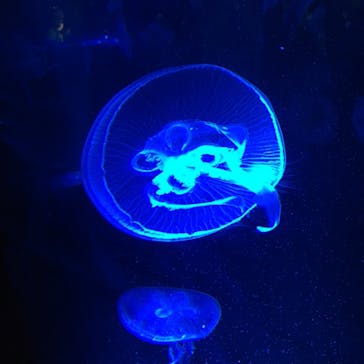 京都水族館に投稿された画像（2021/10/31）