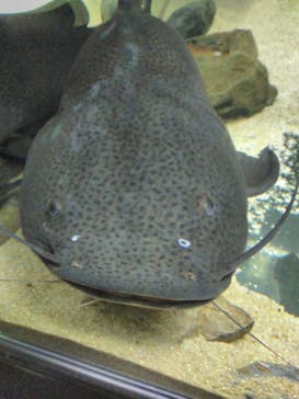 カワスイ 川崎⽔族館に投稿された画像（2021/10/31）