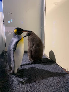 マクセル アクアパーク品川に投稿された画像（2021/10/31）