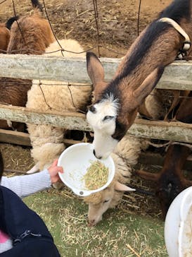 成田ゆめ牧場に投稿された画像（2021/10/31）