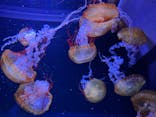 すみだ水族館に投稿された画像（2021/10/31）