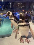 すみだ水族館に投稿された画像（2021/10/31）