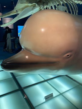 名古屋港水族館に投稿された画像（2021/10/31）