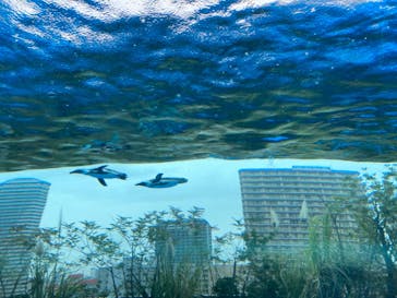 サンシャイン水族館に投稿された画像（2021/10/31）