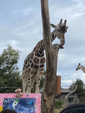 天王寺動物園に投稿された画像（2021/10/31）