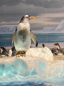 名古屋港水族館に投稿された画像（2021/10/31）