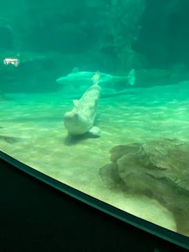 名古屋港水族館に投稿された画像（2021/10/31）