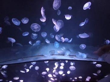 サンシャイン水族館に投稿された画像（2021/10/31）