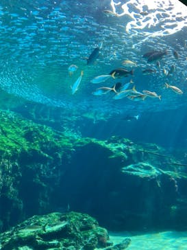 九十九島水族館海きららに投稿された画像（2021/10/31）