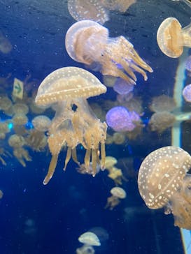 新江ノ島水族館に投稿された画像（2021/10/31）