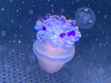 新江ノ島水族館に投稿された画像（2021/10/31）