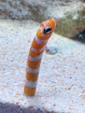 新江ノ島水族館に投稿された画像（2021/10/31）