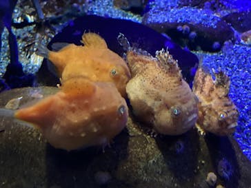 新江ノ島水族館に投稿された画像（2021/10/31）