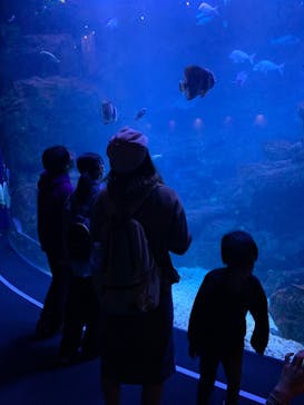 京都水族館に投稿された画像（2021/10/31）