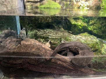 京都水族館に投稿された画像（2021/10/31）