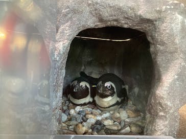 京都水族館に投稿された画像（2021/10/31）