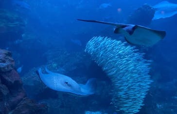 京都水族館に投稿された画像（2021/10/31）