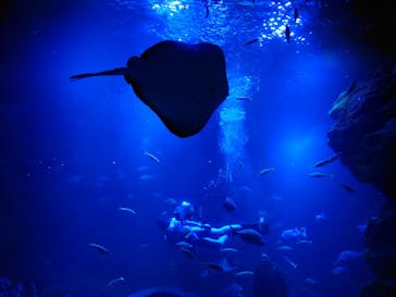 京都水族館に投稿された画像（2021/10/31）