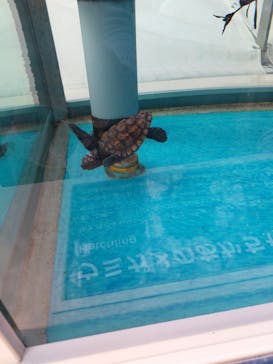 名古屋港水族館に投稿された画像（2021/10/31）