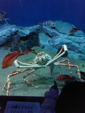 名古屋港水族館に投稿された画像（2021/10/31）