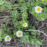 ミッドナイトツアー 奄美に投稿された画像（2021/10/31）