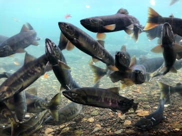 サケのふるさと 千歳水族館に投稿された画像（2021/10/31）