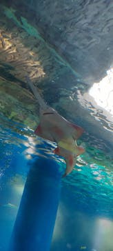 マクセル アクアパーク品川に投稿された画像（2021/10/31）