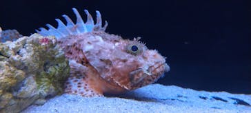 マクセル アクアパーク品川に投稿された画像（2021/10/31）