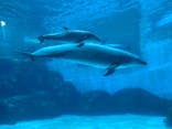 名古屋港水族館に投稿された画像（2021/10/31）