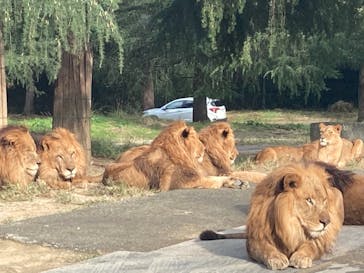 群馬サファリパークに投稿された画像（2021/10/31）