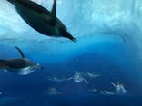 名古屋港水族館に投稿された画像（2021/10/31）