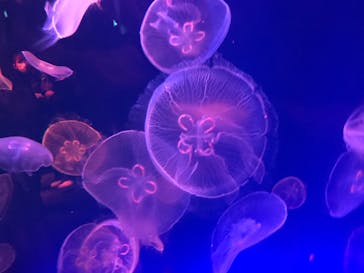 名古屋港水族館に投稿された画像（2021/10/31）