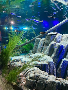 サケのふるさと 千歳水族館に投稿された画像（2021/10/31）