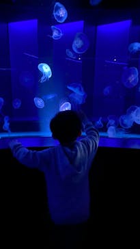 京都水族館に投稿された画像（2021/10/31）