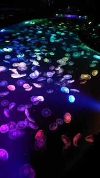 すみだ水族館に投稿された画像（2021/10/31）