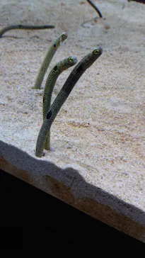 すみだ水族館に投稿された画像（2021/10/31）